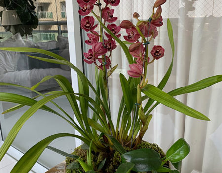 Assinatura de Flores - Cymbidium Orquídea