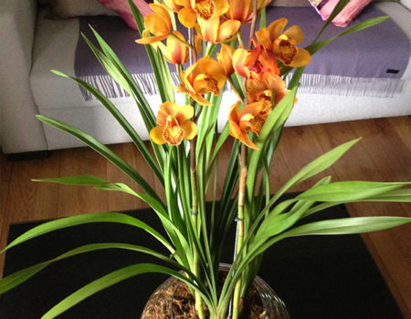 Assinatura de Flores - Cymbidium Orquídea