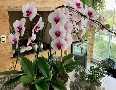 Orquídea e Suculenta