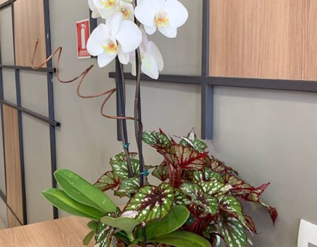 Orquídea e Suculenta